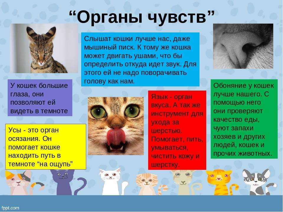 Презентация о котиках