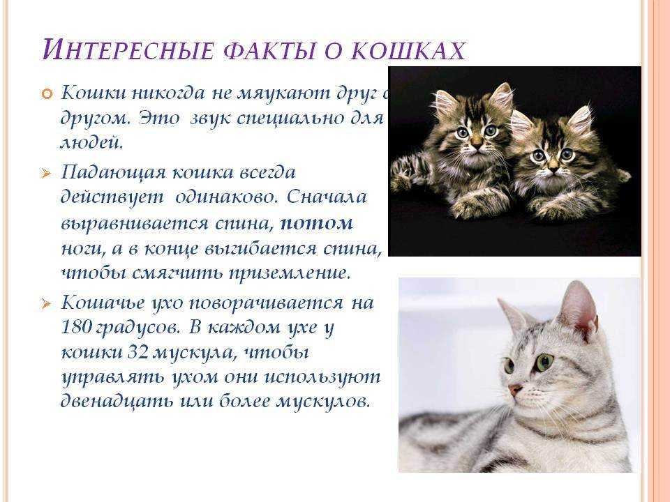 Сообщение о коте. Интересные факты о кошках. Интересные факты обо кошках. Интересные факты о кашке. Интересные факты о домашней кошке.