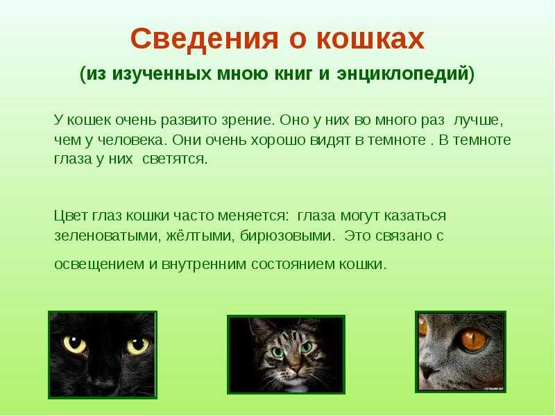 Проект про котов 7 класс