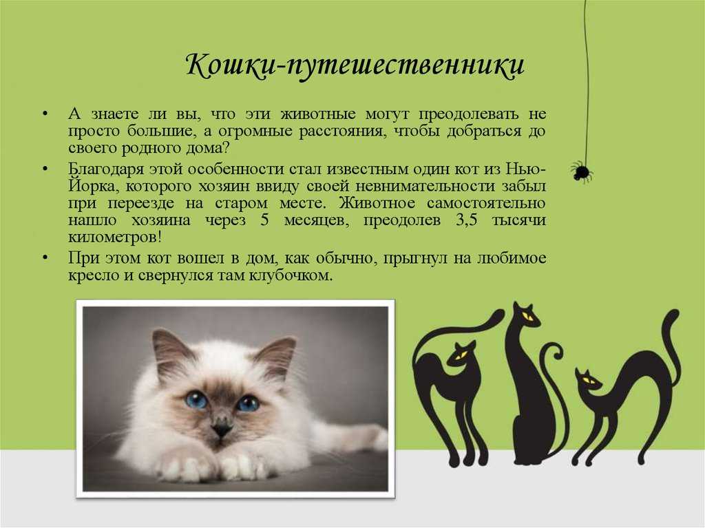 5 фактов о коте. Интересная информация о кошках. Интересные факты о кошках. Интересный проект про кошек. Интересные факты о домашних животных о кошках.