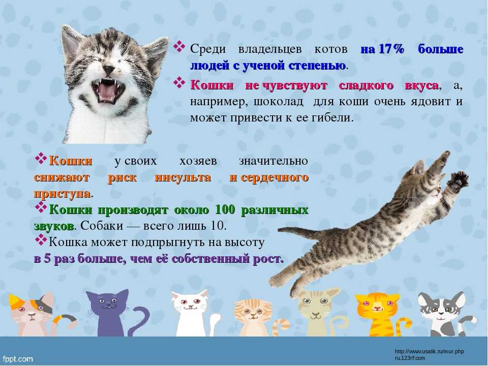 Послания кота. Письмо кота хозяину. Кошки не чувствуют сладкого. Кот с письмом.