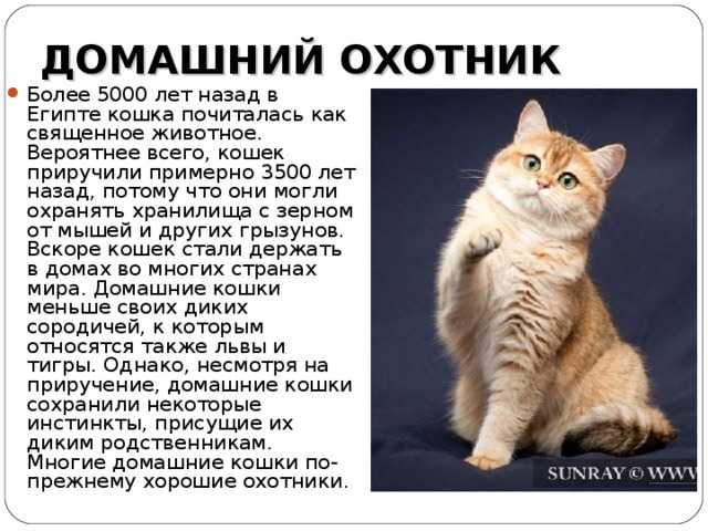 Cats портал — сайт любителей кошек